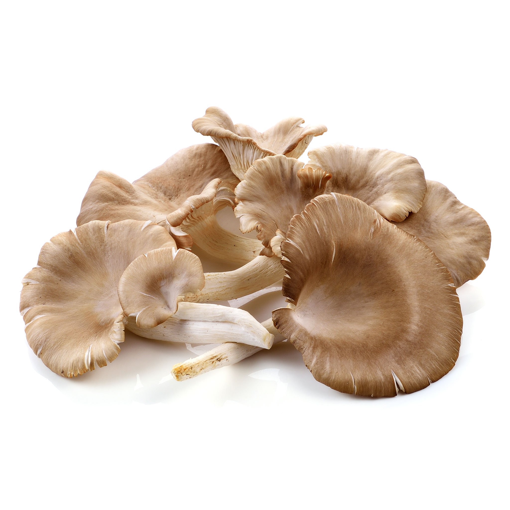 Oyester Mushroom 100 gram