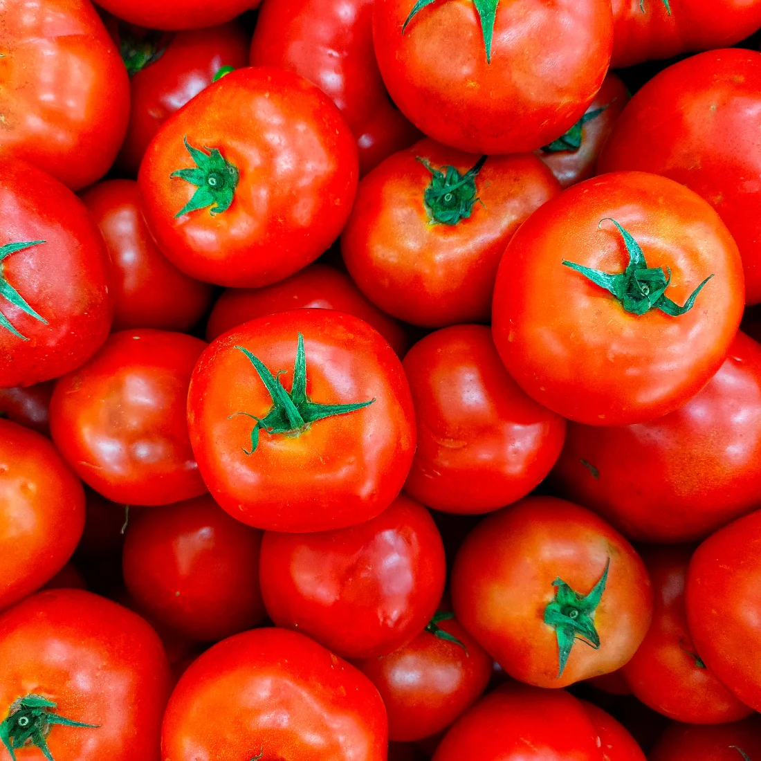 Tomato