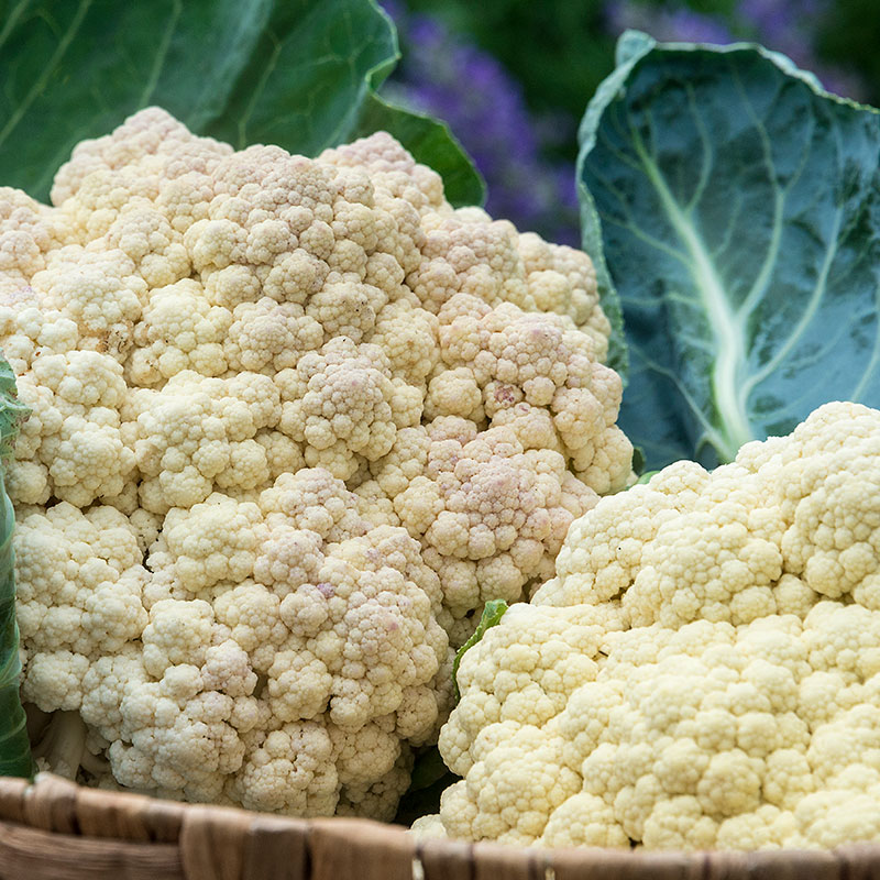Cauliflower, Phoolkopi (350 gram -500 gram)