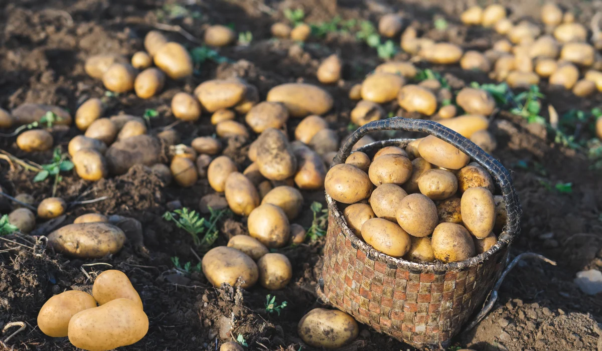 The Nutritional Powerhouse: Understanding the Benefits of Potatoes